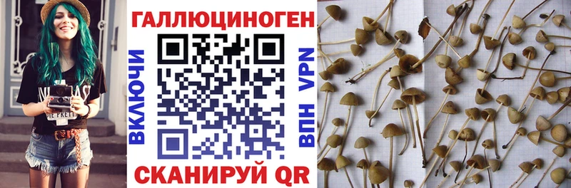 как найти закладки  Осинники  Псилоцибиновые грибы мицелий 